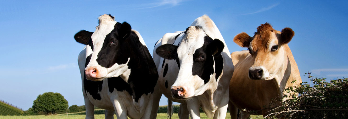 Cows on a Farm