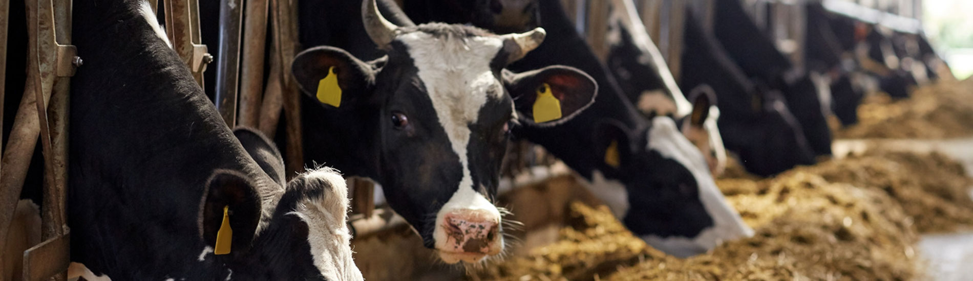 Cattles at Food Block