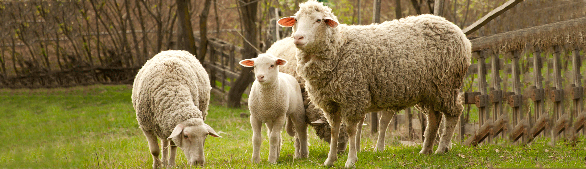Sheep on a Farm